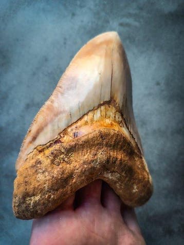 Megalodon - Fossiele tand - 141 mm - 96 mm, Verzamelen, Mineralen en Fossielen