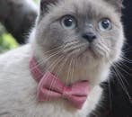 Kattenhalsband met strik Roze Velvet (Halsband Set), Ophalen of Verzenden, Nieuw