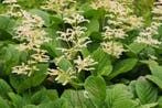 Rodgersia Aesculifolia - Wortelgoed - 5 stuks, Tuin en Terras, Planten | Tuinplanten, Verzenden