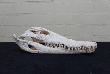Nile Crocodile 36 cm Schedel - Crocodylus niloticus (with, Nieuw
