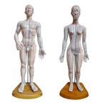 Acupunctuur en meridianen model (man en vrouw), Nieuw