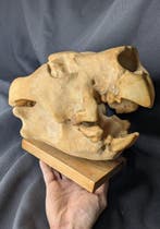 Fossiele schedel - Thylacoleo carnifex - Marsupial lion -