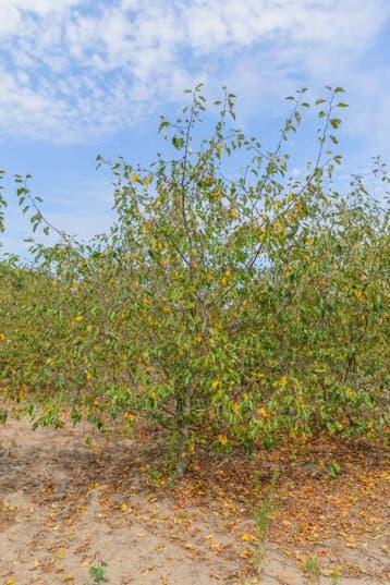 Malus Rudolph meerstammig 200-250, Tuin en Terras