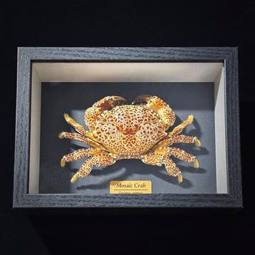 Krab Taxidermie wandmontage - Zosimus aeneus - 3 cm - 7 cm -