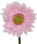 Gerbera Roze Zijdenbloem 58 cm per stuk, Ophalen of Verzenden, Nieuw