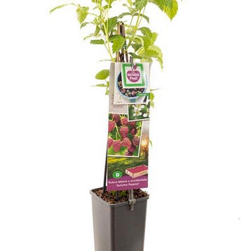 Framboos Autumn Passion container (P11) Paars, Tuin en Terras, Verzenden