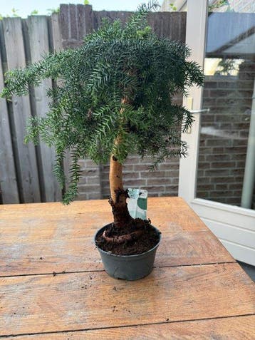 Araucaria cunninghamii - Hoogte (boom): 50 cm - Diepte