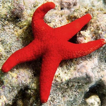 Fromia Milleporella (Duizendpunt Zeester), Ophalen of Verzenden, Nieuw