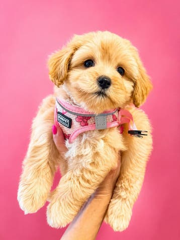 Schattige, speelse gezonde MALTIPOO teefje en reutje, Dieren en Toebehoren, Parvo, Overige rassen, 8 tot 15 weken, Meerdere