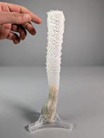 Venus Flower Basket-spons Skelet - Euplectella aspergillum, Nieuw