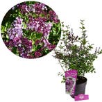 Syringa Red Pixie + pot 19cm, Tuin en Terras, Verzenden