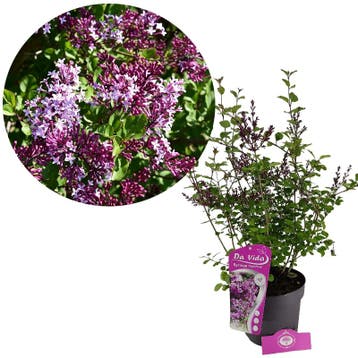 Syringa Red Pixie + pot 19cm, Verzenden