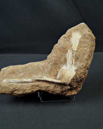 Mosasaurus - Fossiel wervelbot - Vértebra completa de