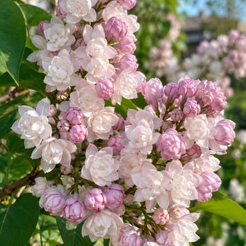 Sering Beauty of Moscow (Gewoon) Sierplanten, Raskleur, Tuin en Terras, Verzenden, Overige soorten, Struik
