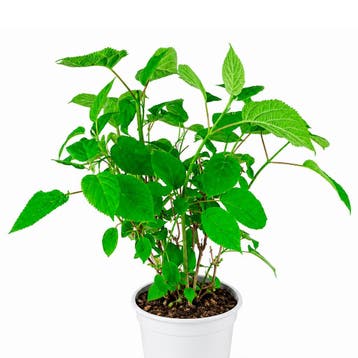 Hydrangea arborescens Strong Annabelle container (P19) Wit, Tuin en Terras, Verzenden, Overige soorten, Halfschaduw