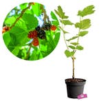 Moerbei Morus illinois ?Everbearing? + Pot 17c, Verzenden, Volle zon