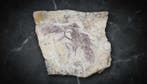 Fossiele matrix - Confuciusornis - 38 cm - 33 cm