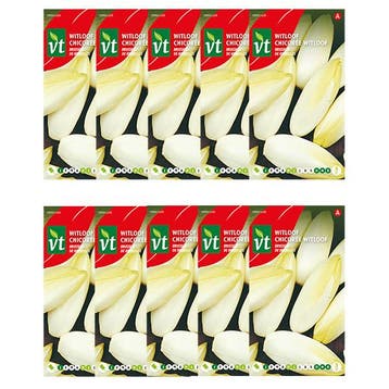 Witlofzaad | VT | 10 stuks, Verzenden