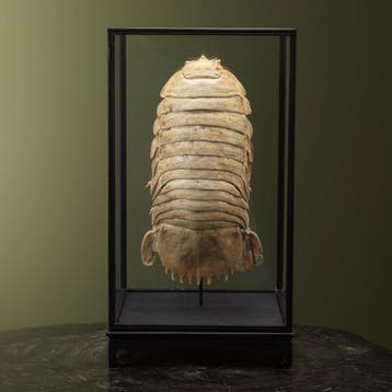 Diepzee Pissebed in Vitrine, Verzamelen, Ophalen of Verzenden, Nieuw, Wild dier, Opgezet dier