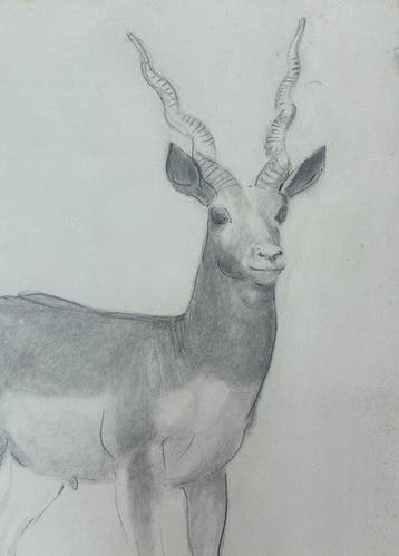 Henri Collomb (1905–1983) - Étude de gazelle (vendu sans