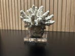 sculptuur, Decoratief wit koraal op sokkel - 20 cm - Metaal,