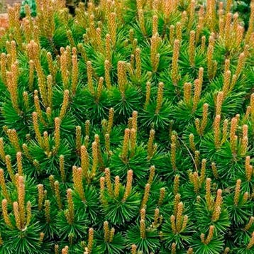 Pinus mugo mughus container (P19) Coniferen, Groen, Tuin en Terras, Verzenden