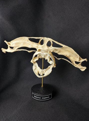 Gezaagde hamerhaai Schedel - (Sphyrna zygaena) - Museum