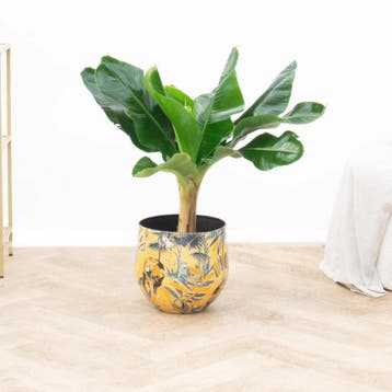 Green Bubble - Bananenplant - 80 cm - Ø24 cm, Ophalen of Verzenden