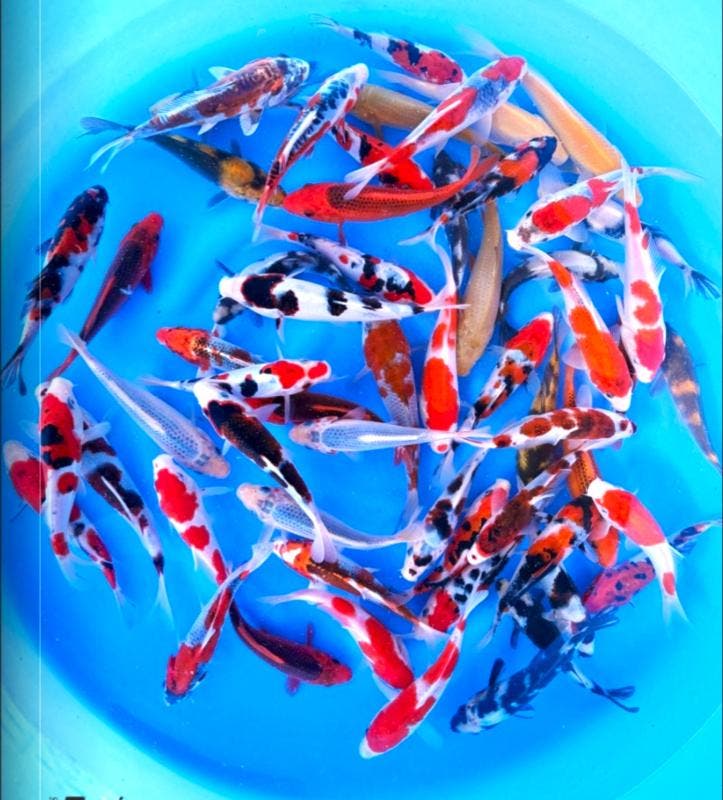 Otsuka 14-18cm (Japanse Koi), Dieren en Toebehoren, Vissen | Vijvervissen, Karper of Koi