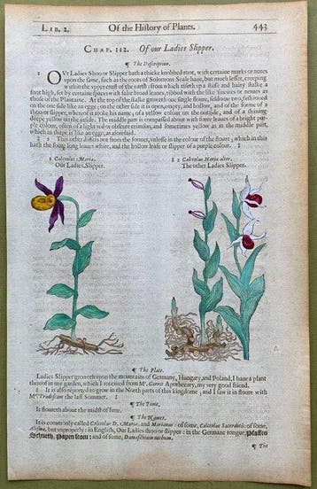 Orchidee: Scarpetta di Venere - 1597