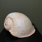 Schelp Taxidermie Opgezette Dieren By Max, Verzamelen, Ophalen of Verzenden, Nieuw, Wild dier, Opgezet dier