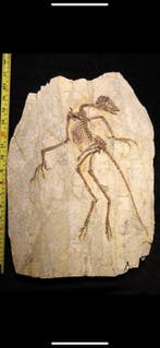 Theropoda - Fossiel skelet - Anchiornis - 44 cm - 31 cm