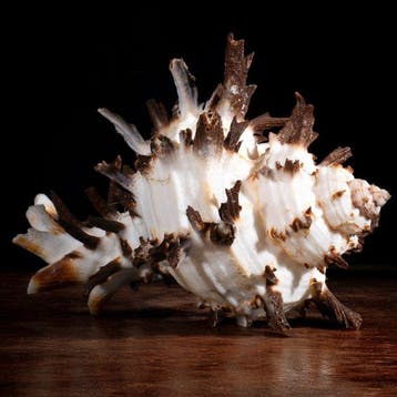 Speciale Murex Collectie - Zeeschelp - Hexaplex Cichoreum f.