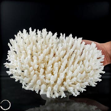 Natuurlijke Witte Tafelkoraal - Acropora latistella- 996.34