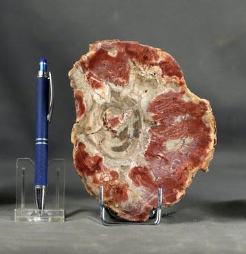 Mooi en decoratief gefossiliseerd hout - Gepolijst met
