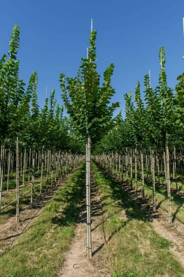 Ulmus glabra hoogstam 12/14, Tuin en Terras, Planten | Tuinplanten