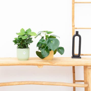 Green Bubble - Koffieplant + Pannenkoekenplant - Ø12 cm, Huis en Inrichting, Ophalen of Verzenden