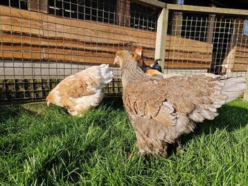 Tamme grote Brahmas, lieve kippen | Ingeënt en gezond, Meerdere dieren, Kip