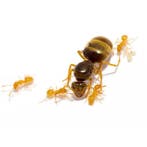 Lasius flavus, koningin en 20+ werksters