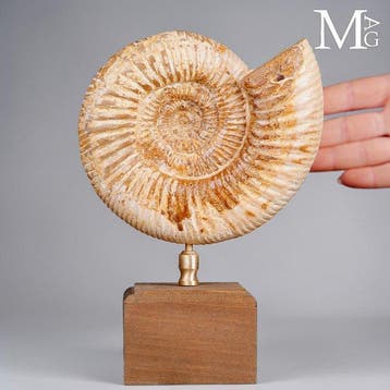 Perisphinctes - Jurassische elegantie op een houten sokkel