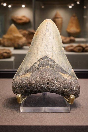 Megalodon - Fossiele tand - Carcharocles megalodon - 10.8 cm, Verzamelen