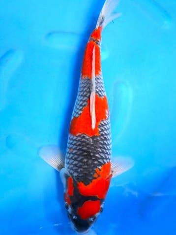 HQ Toshiki van Ozumi Ikarashi 37cm (Japanse Koi), Karper of Koi