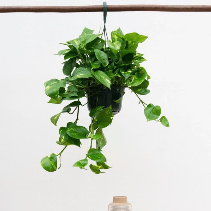 Green Bubble - Epipremnum Aureum - 40cm - Ø15 cm, Huis en Inrichting, Kamerplanten, Ophalen of Verzenden