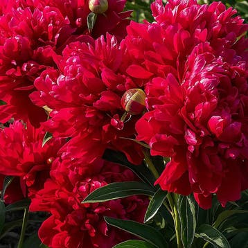 Paeonia lactiflora karl Rosenfield, Verzenden
