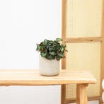 Green Bubble - Begonia Rex Bostella - 25cm, Huis en Inrichting, Kamerplanten, Ophalen of Verzenden