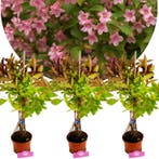 Weigela Wings of Fire, Tuin en Terras, Verzenden, Volle zon