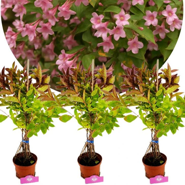 Weigela Wings of Fire, Tuin en Terras, Planten | Fruitbomen, Volle zon, Verzenden