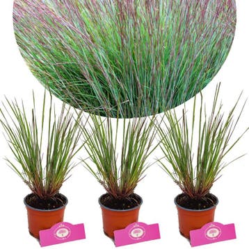Schizachyrium scoparium Blue Heaven + Pot 12cm, Verzenden, Halfschaduw