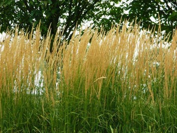 Calamagrostis Karl Foerster   Struisriet, Ophalen of Verzenden, Zomer, Vaste plant