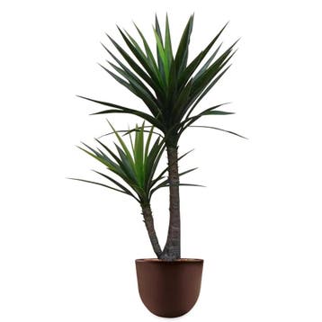 Yucca kunstplant, H175cm, Ophalen of Verzenden, Overige soorten, 150 tot 200 cm
